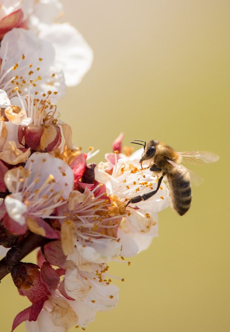 A close up of a bee sitting on a flower.