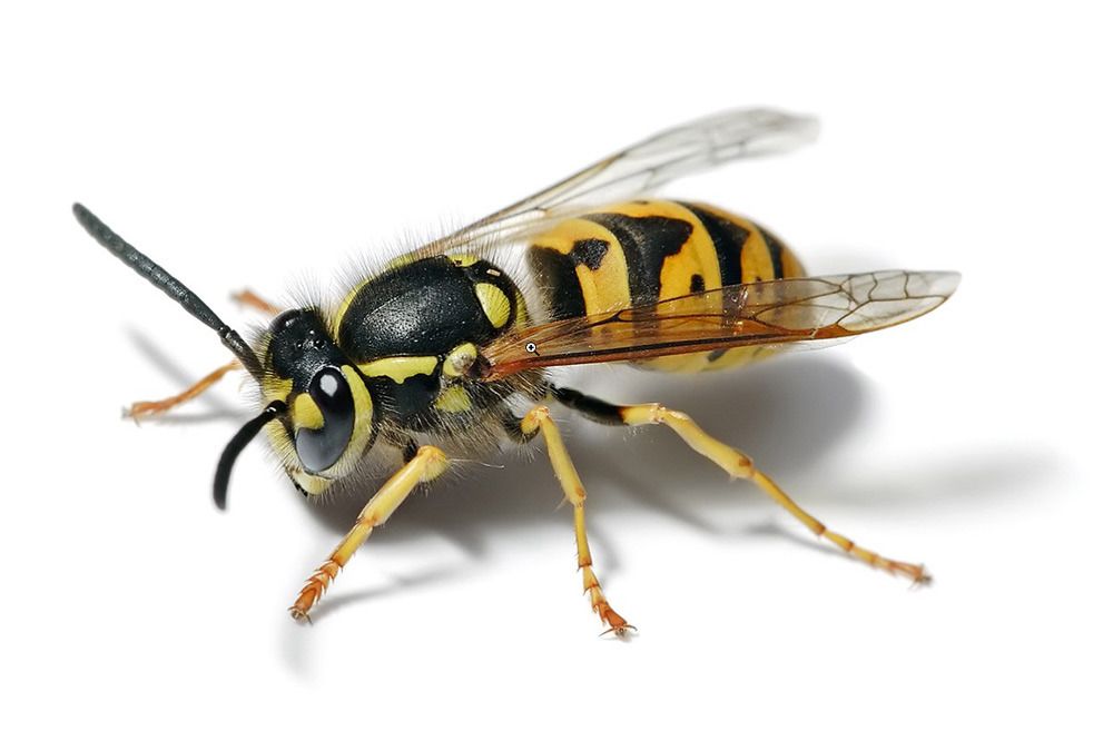 Yellow jacket bee