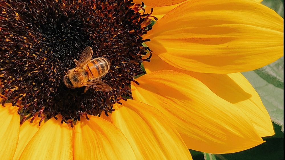 Bee on a sunflower