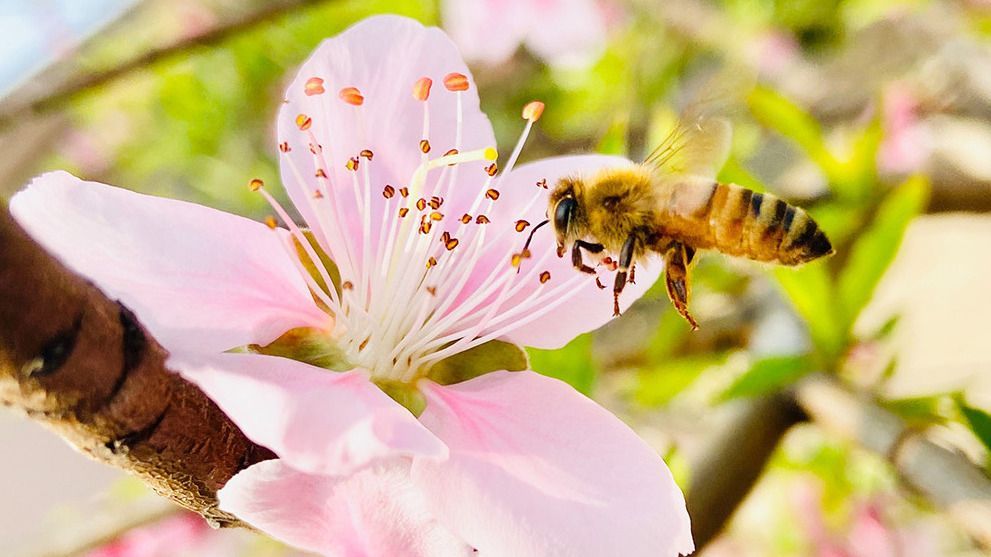 Pest control for bees