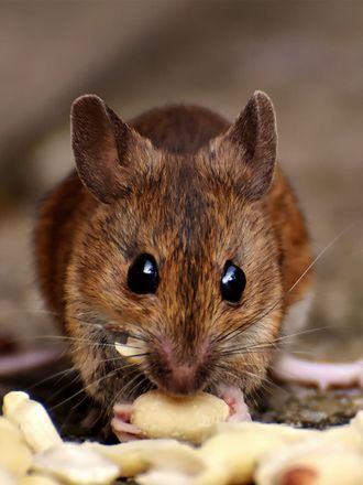 A close up of a mouse eating a piece of food.