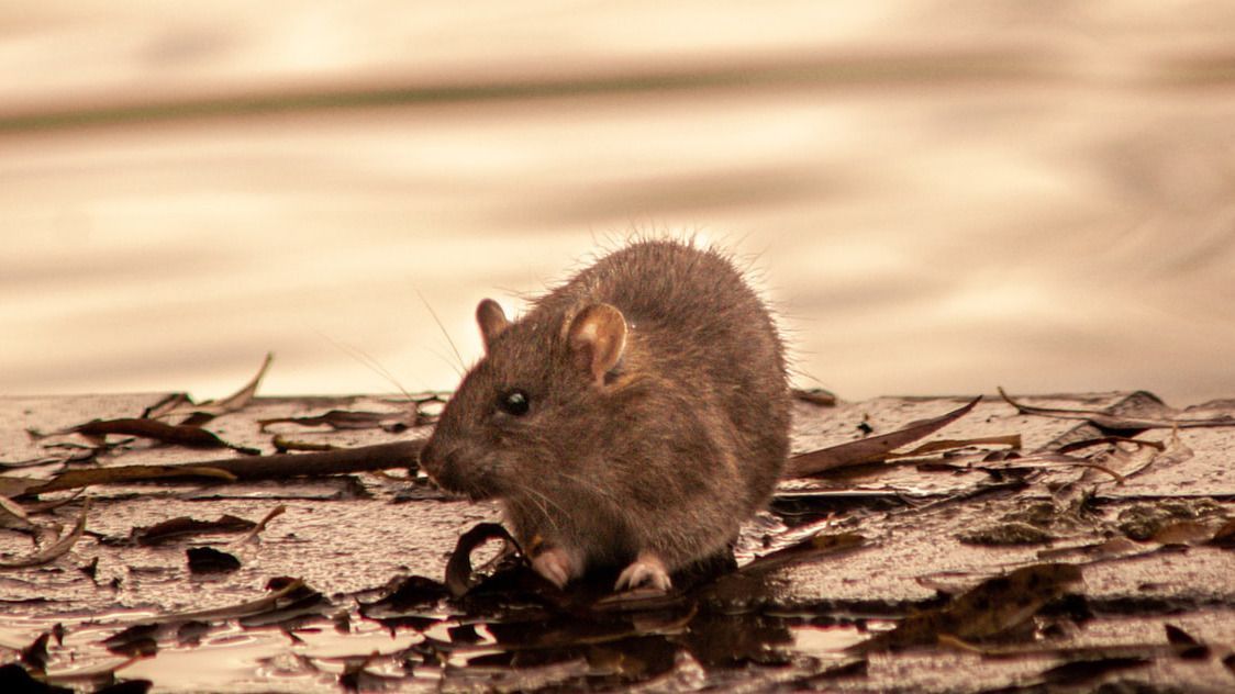 Pest exclusion for rats