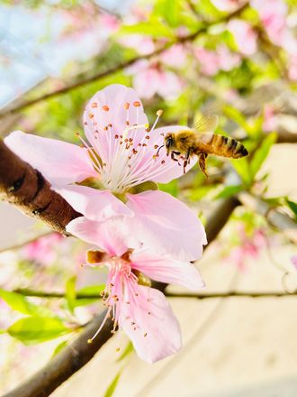 A bee is sitting on a pink flower on a tree branch