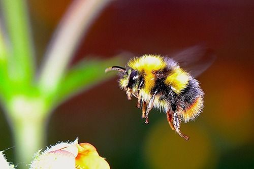 Bumble bees on flower