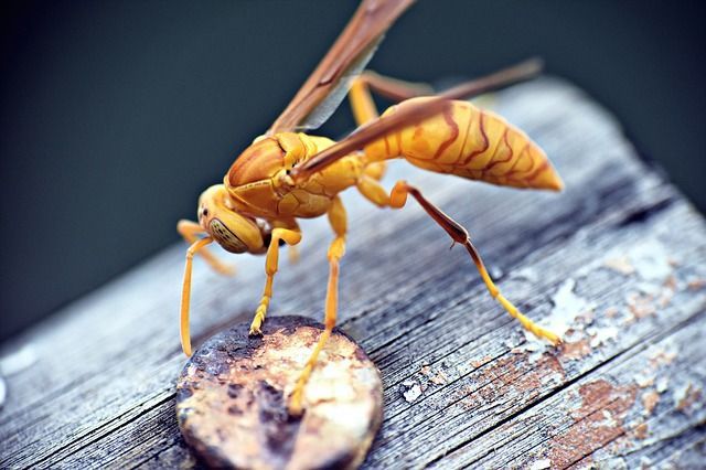 Paper wasp parasitic