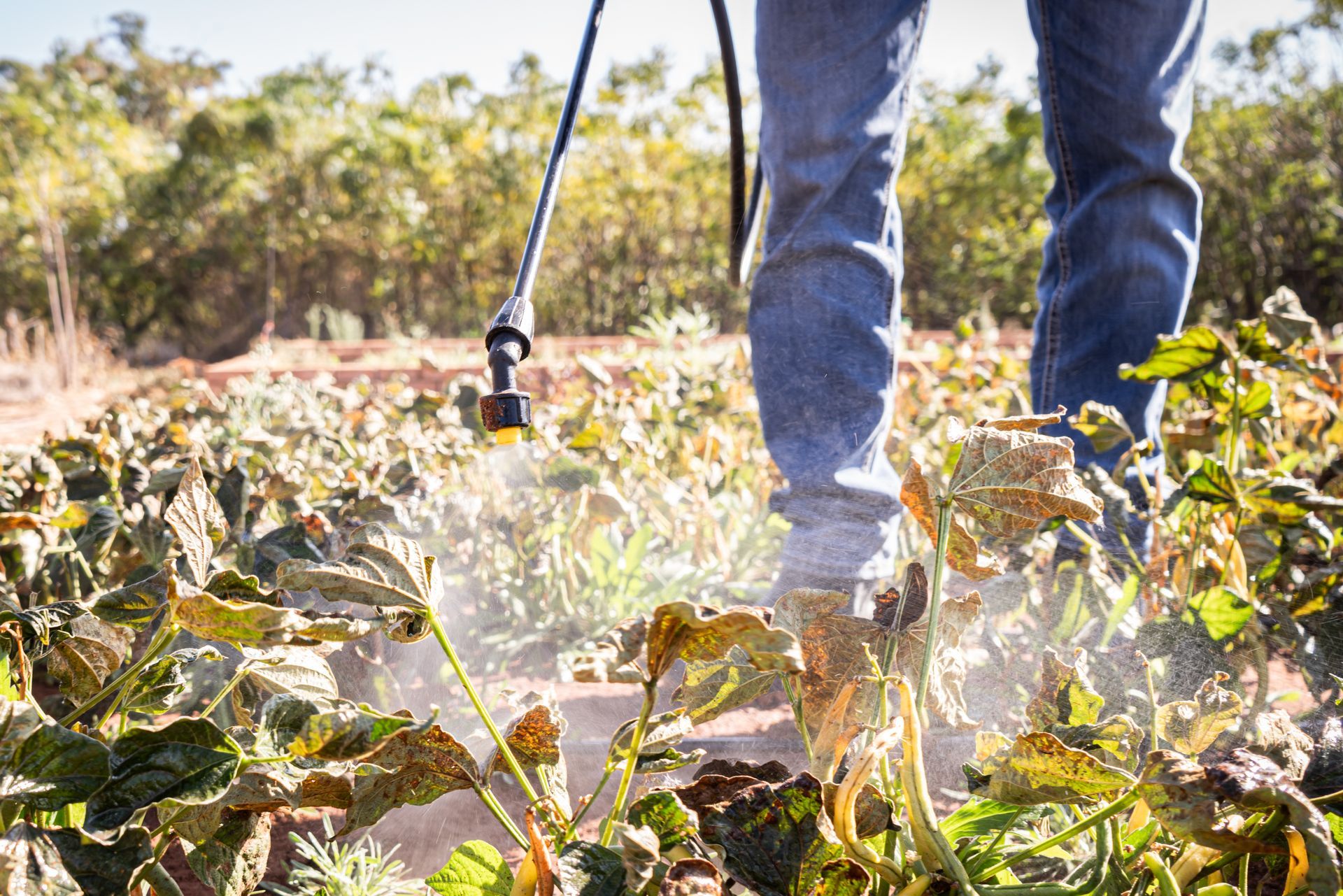 A person is spraying plants in a field with a sprayer.
