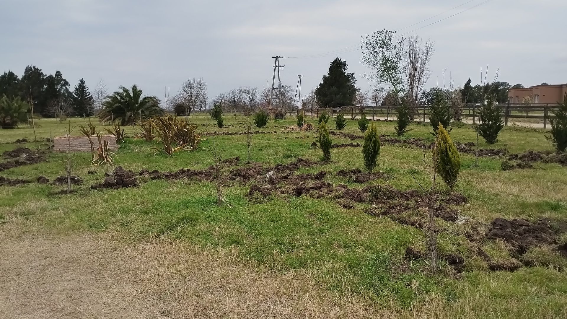 Campo de árboles jóvenes y plantas rodeado de césped cortado, caminos de tierra y una valla, bajo un cielo nublado.