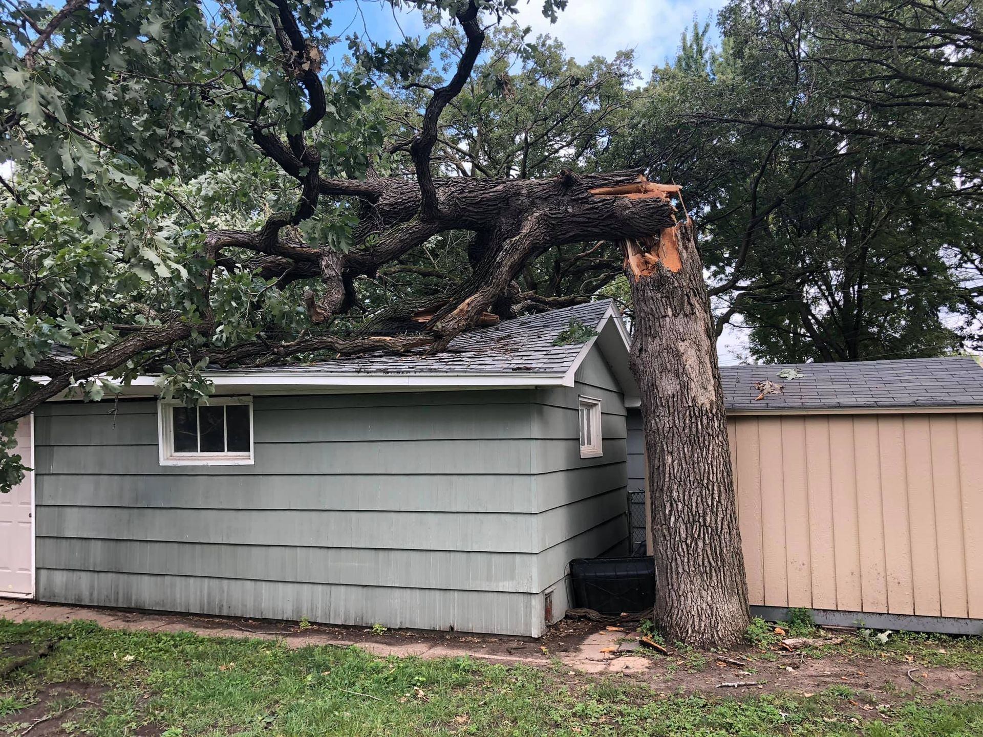 Tree damage: A tree trunk split and fallen on a light green shed roof.