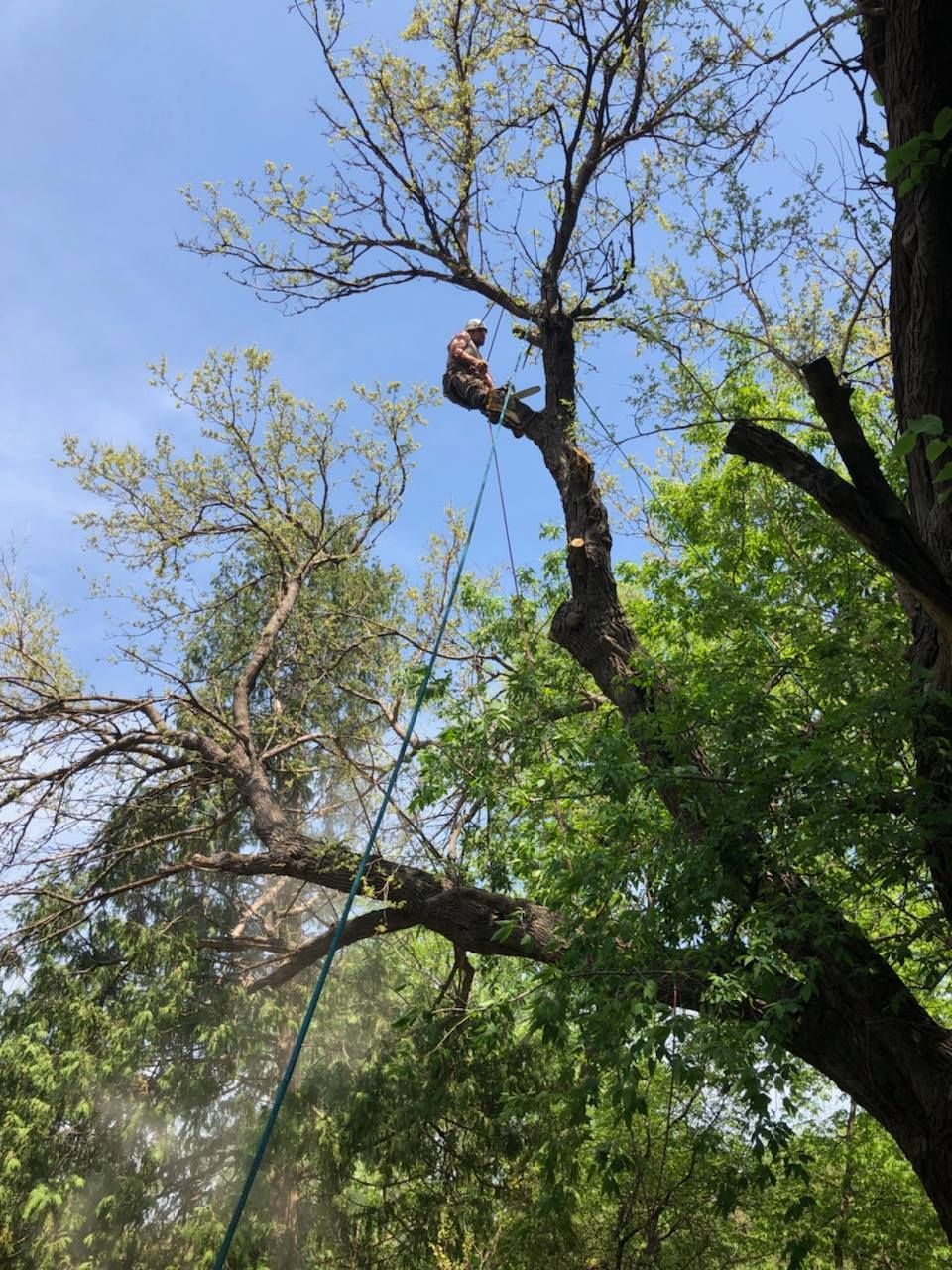 Person in a tree, trimming branches. Blue sky above, green foliage surrounding. Rope and tools visible.