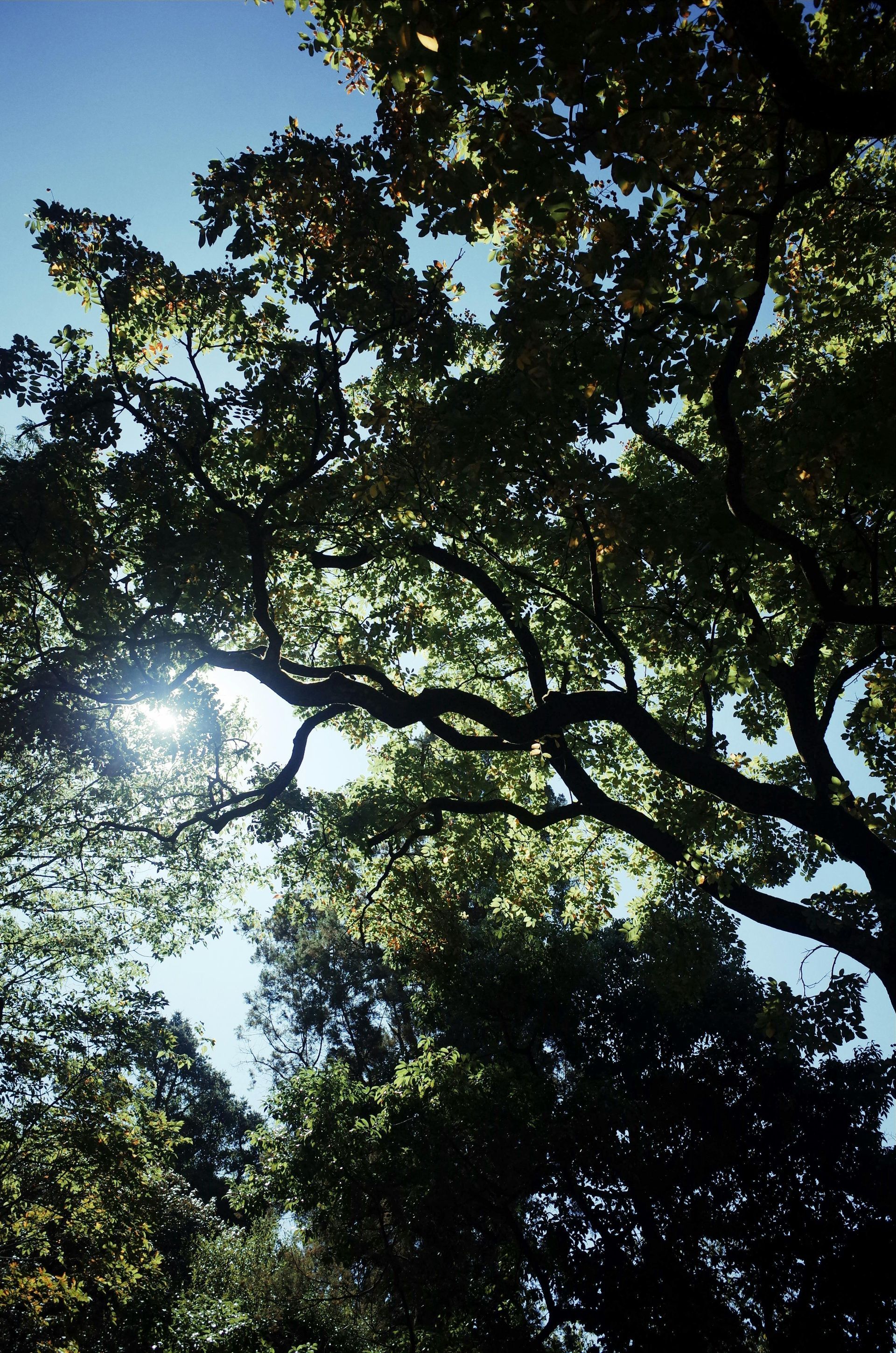 Sunlight through leafy tree branches against a bright blue sky.
