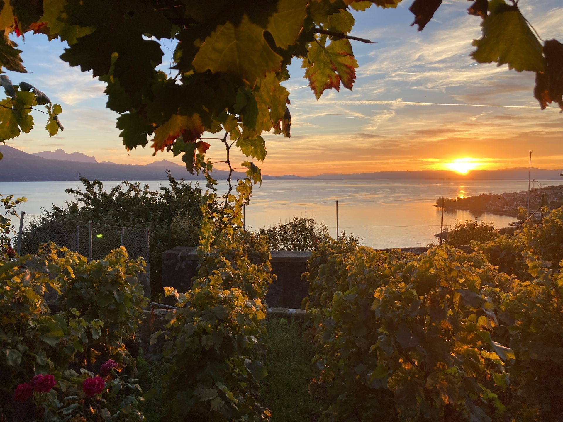 philippe rouge photo 29