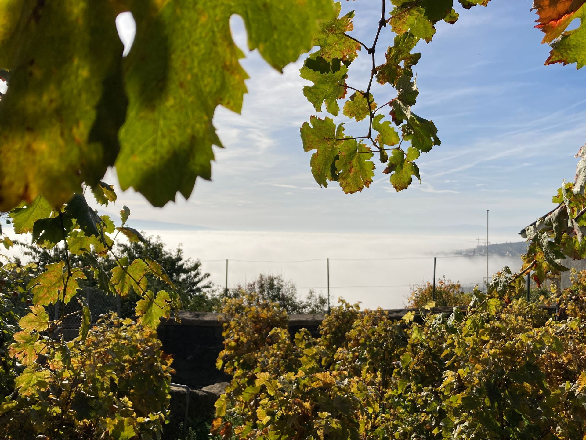 philippe rouge photo 30