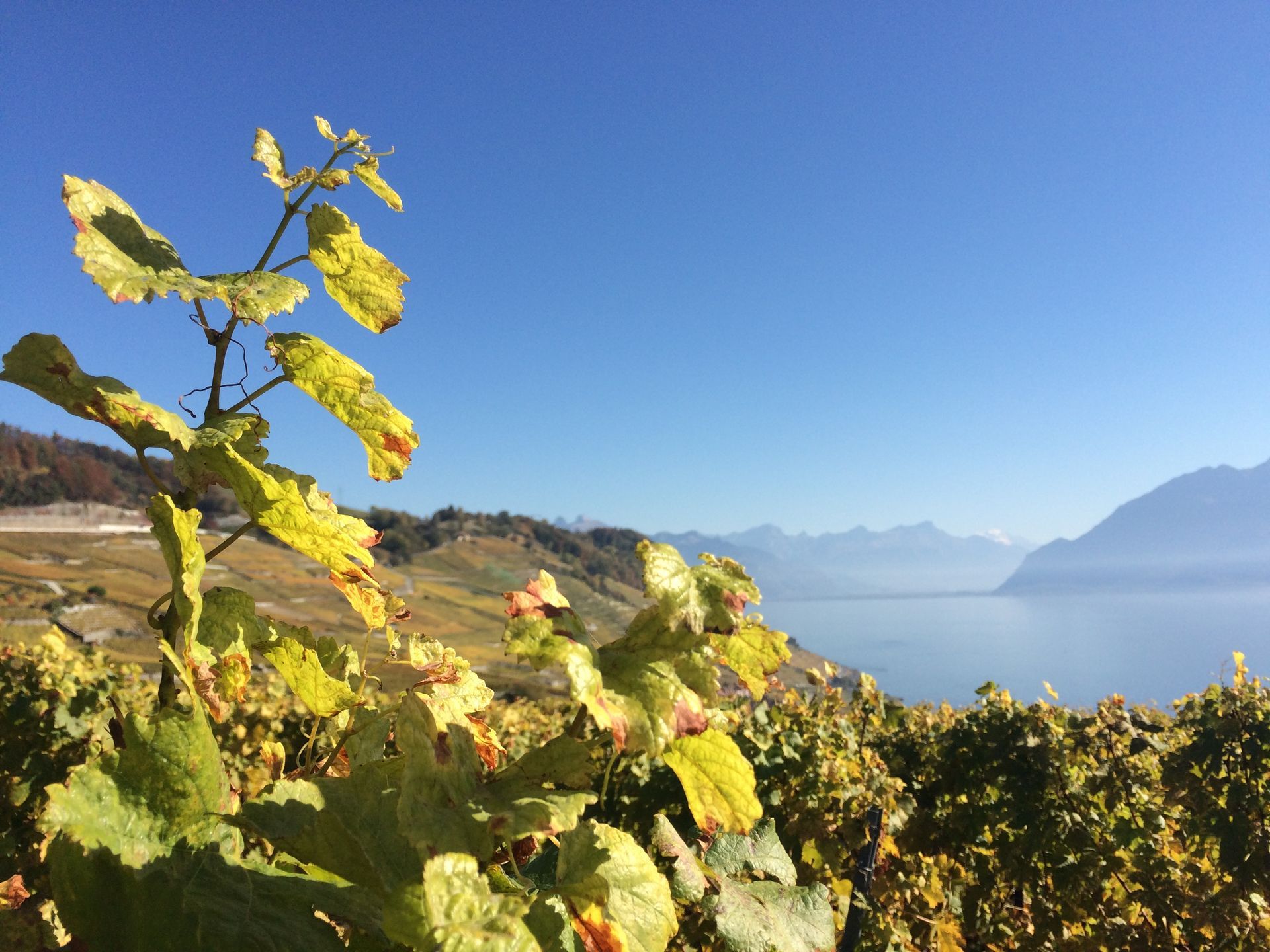 philippe rouge photo 28