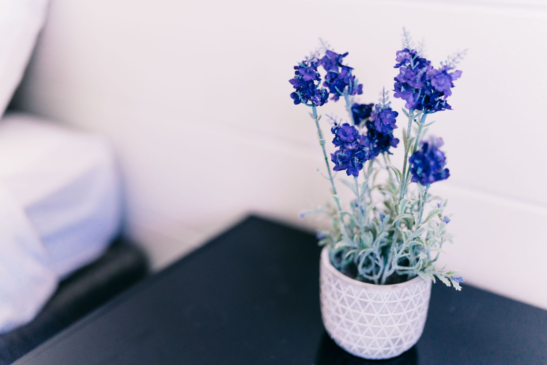 Motel Poinsettia at 24 Burgoyne