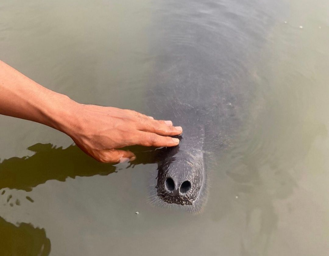 Amazon Manatee
