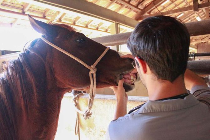 doctor checking horse teeth