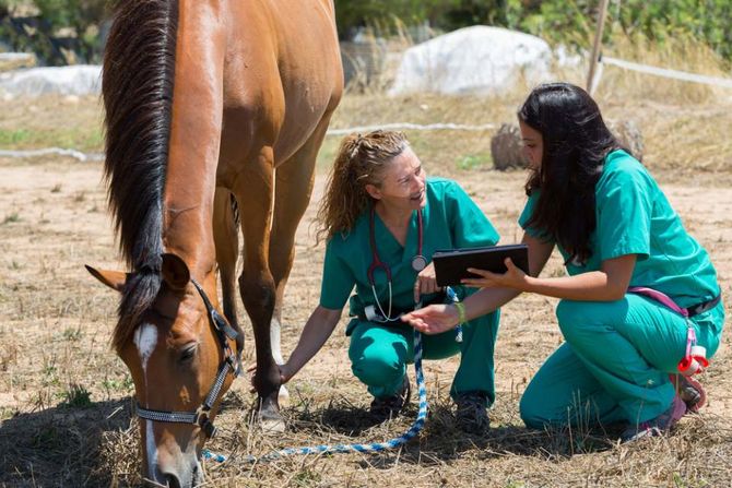Veterinary doctors checking horse feet