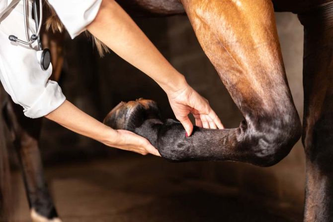 horse feet being checked
