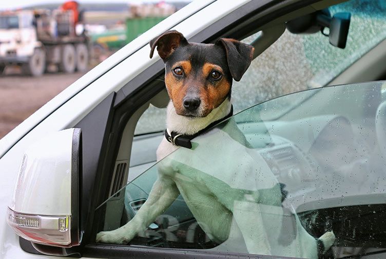 Dog in a car — Bubbles N Suds Car & Dog Wash in Bowen, QLD