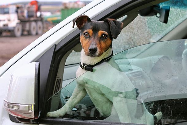Fox Terrier in car — Whitsunday Wash in Bowen, QLD