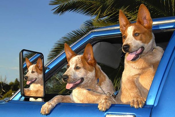 Two dogs in blue car — Whitsunday Wash in Bowen, QLD