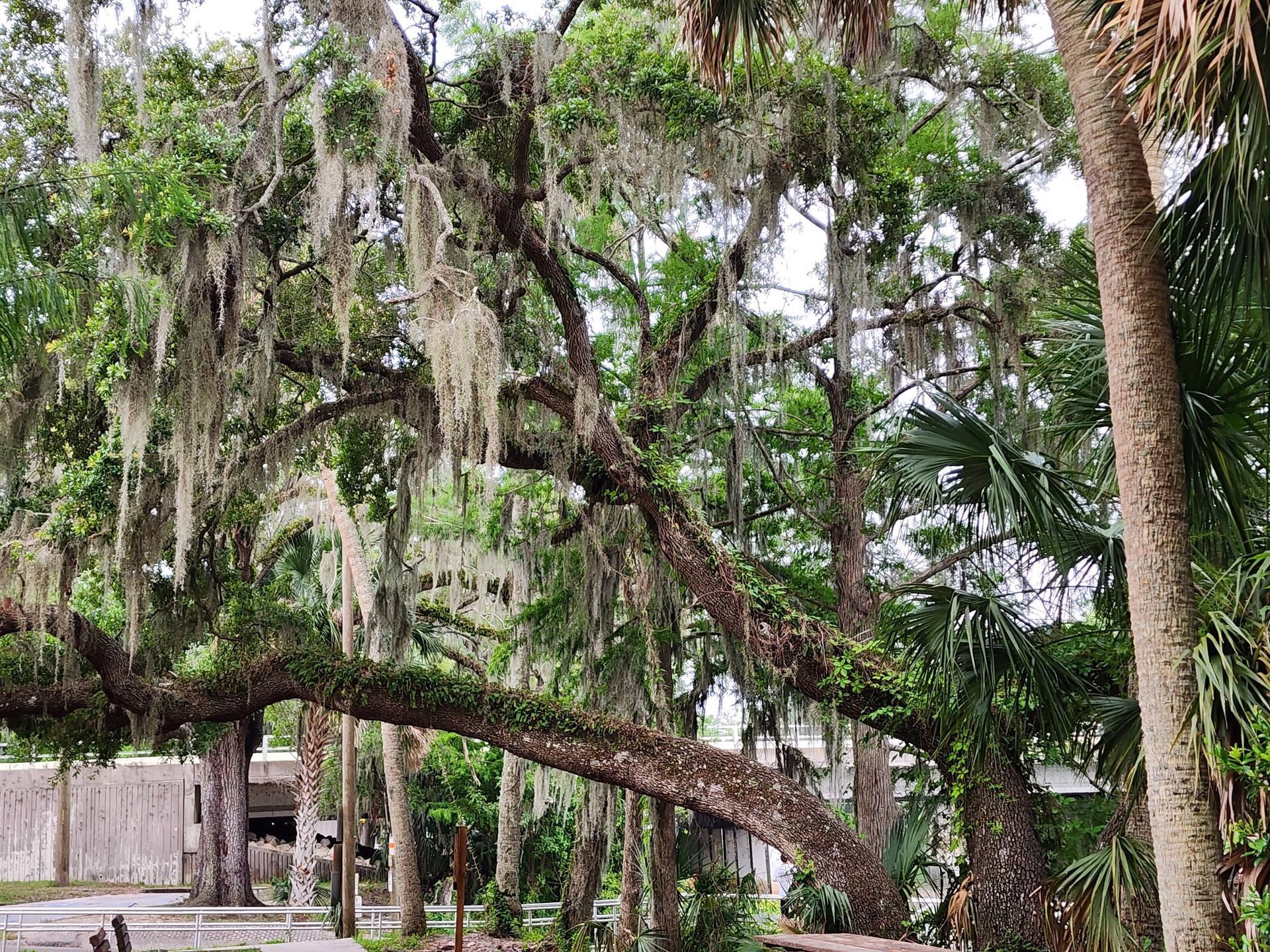 A tree with spanish moss hanging from it 's branches.