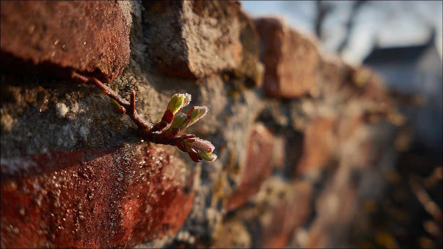 Close-up of a brick wall with a small plant sprouting from a crack, in warm sunlight.