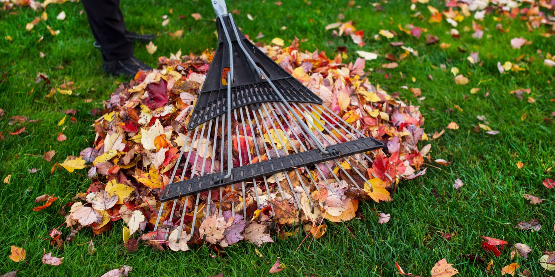 A person raking a pile of colorful autumn leaves on a green lawn.