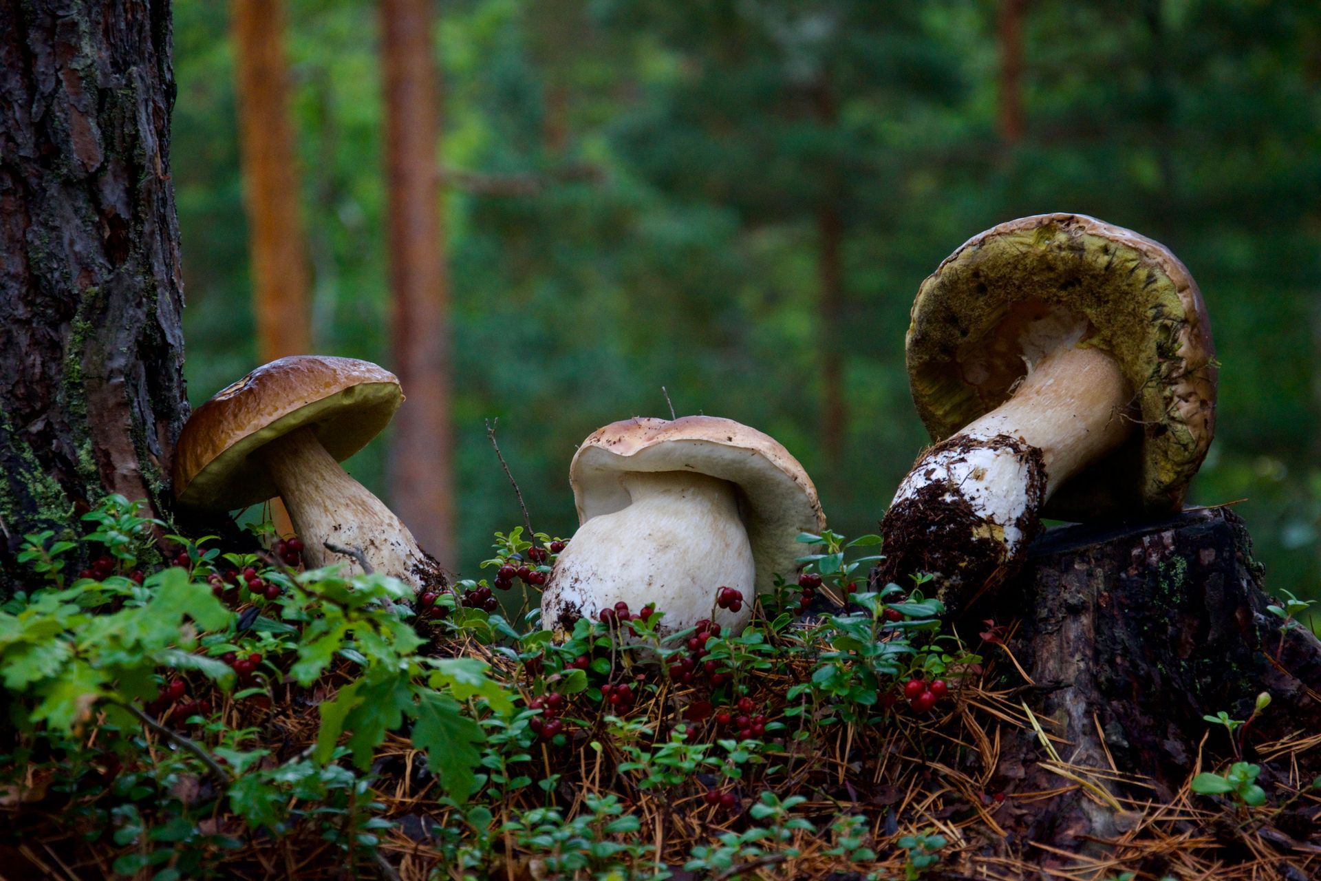 Drie grote witte paddenstoelen groeien op de bosbodem, naast een boom.