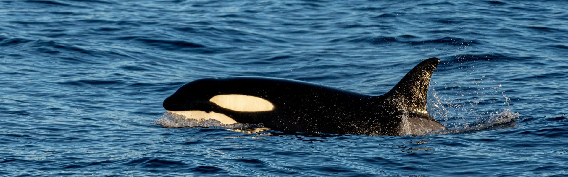 Een zwart-witte orka zwemt in de oceaan.