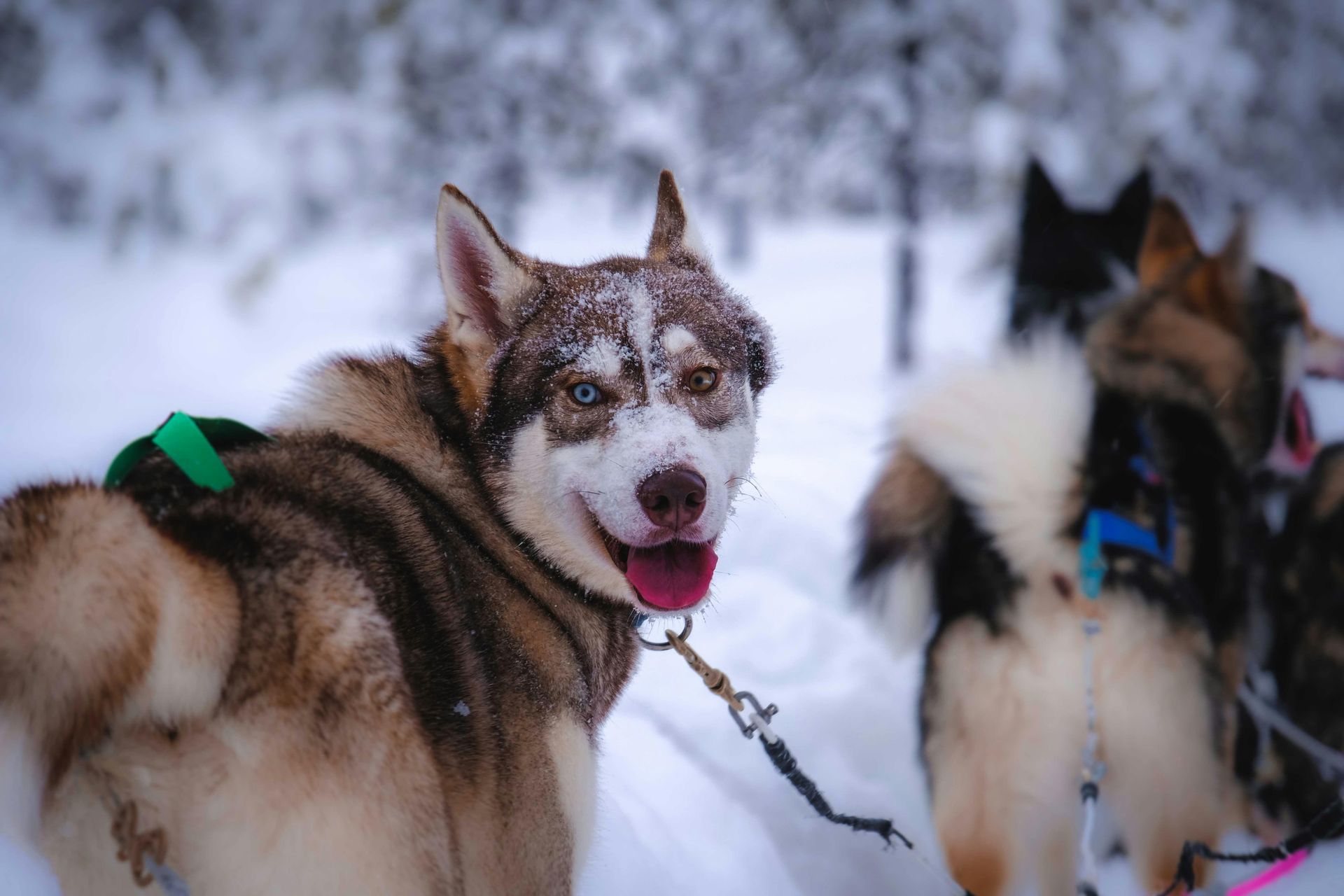 Een groep husky's staat in de sneeuw.