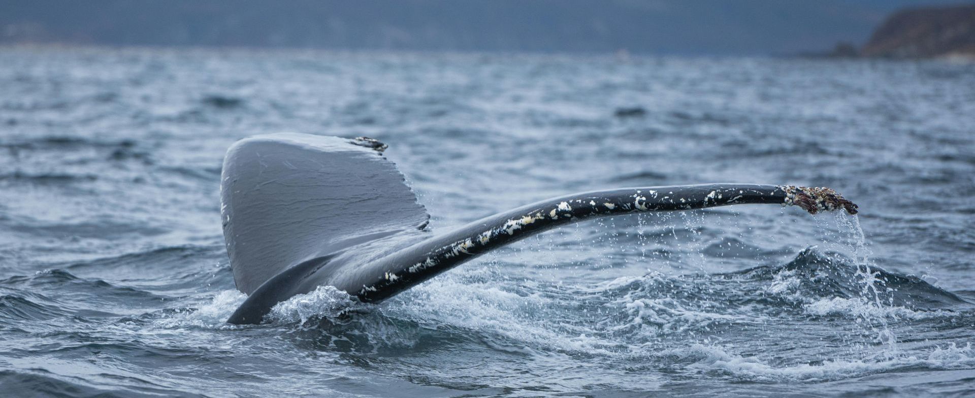 De staart van een bultrugwalvis steekt uit het water.