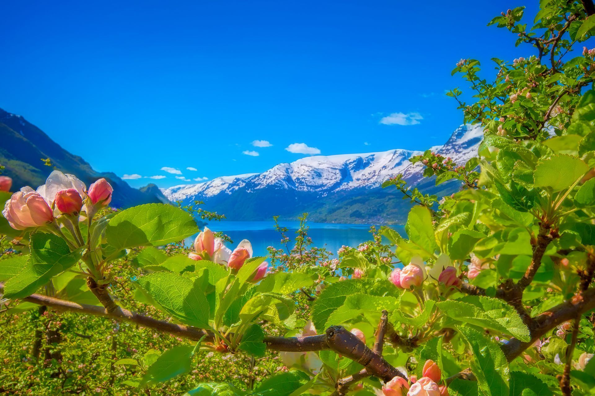 Een boom met roze bloemen en een fjord op de achtergrond.