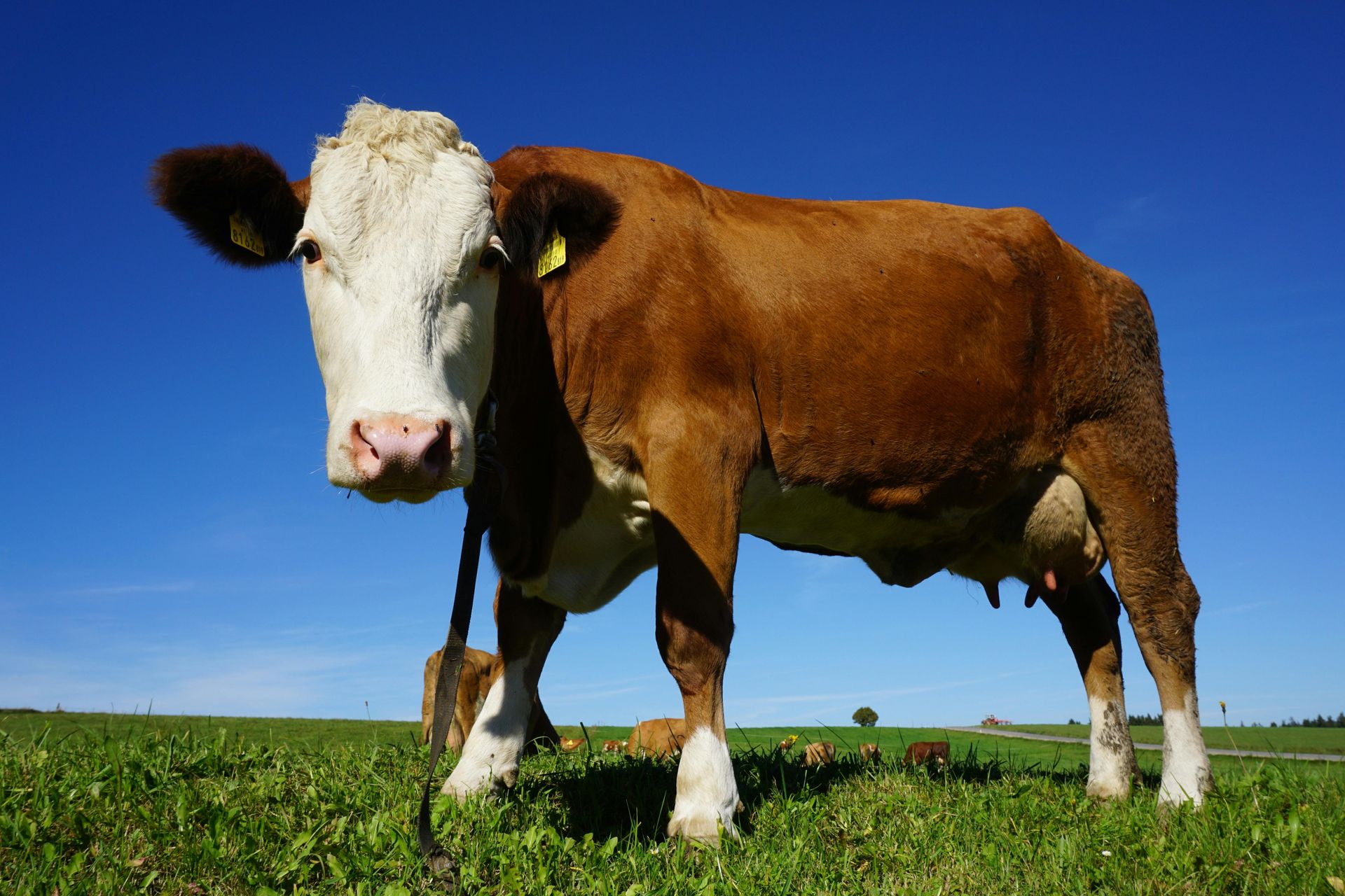 A brown and white cow is standing in a grassy field.