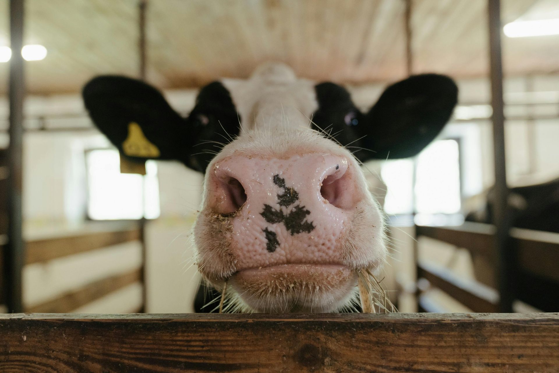 A close up of a cow 's nose looking over a wooden fence.