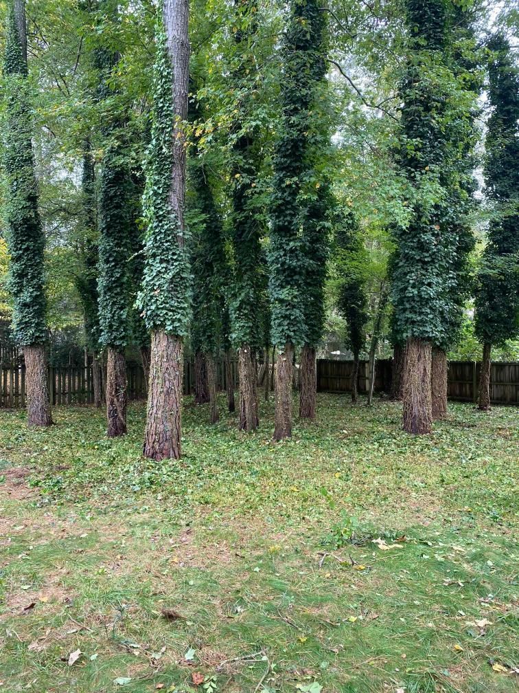 A cluster of tall, thin trees with green ivy climbing their trunks, set against a wooden fence in a yard.