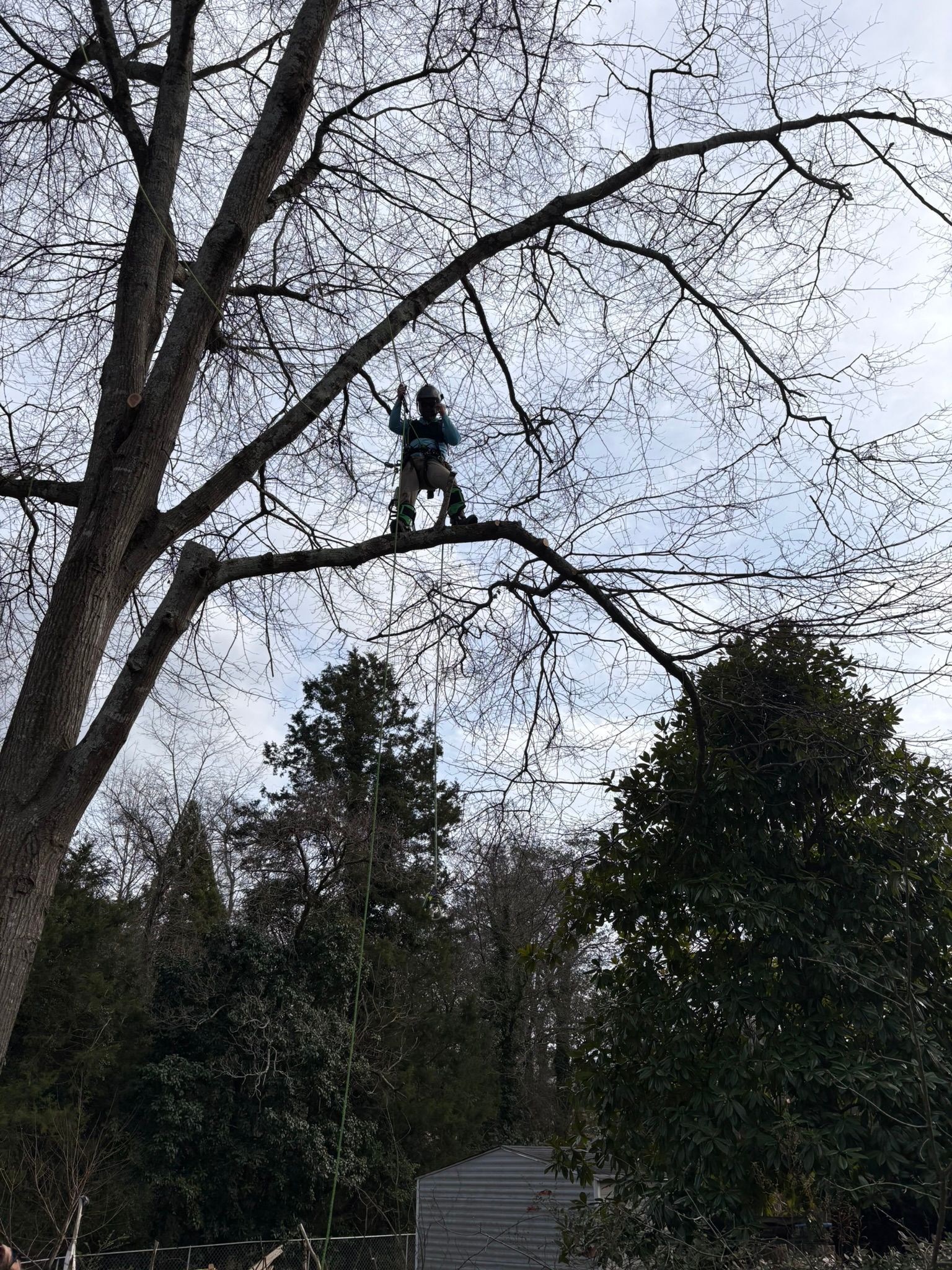A person standing high in the branches of a large, bare tree against an overcast sky.