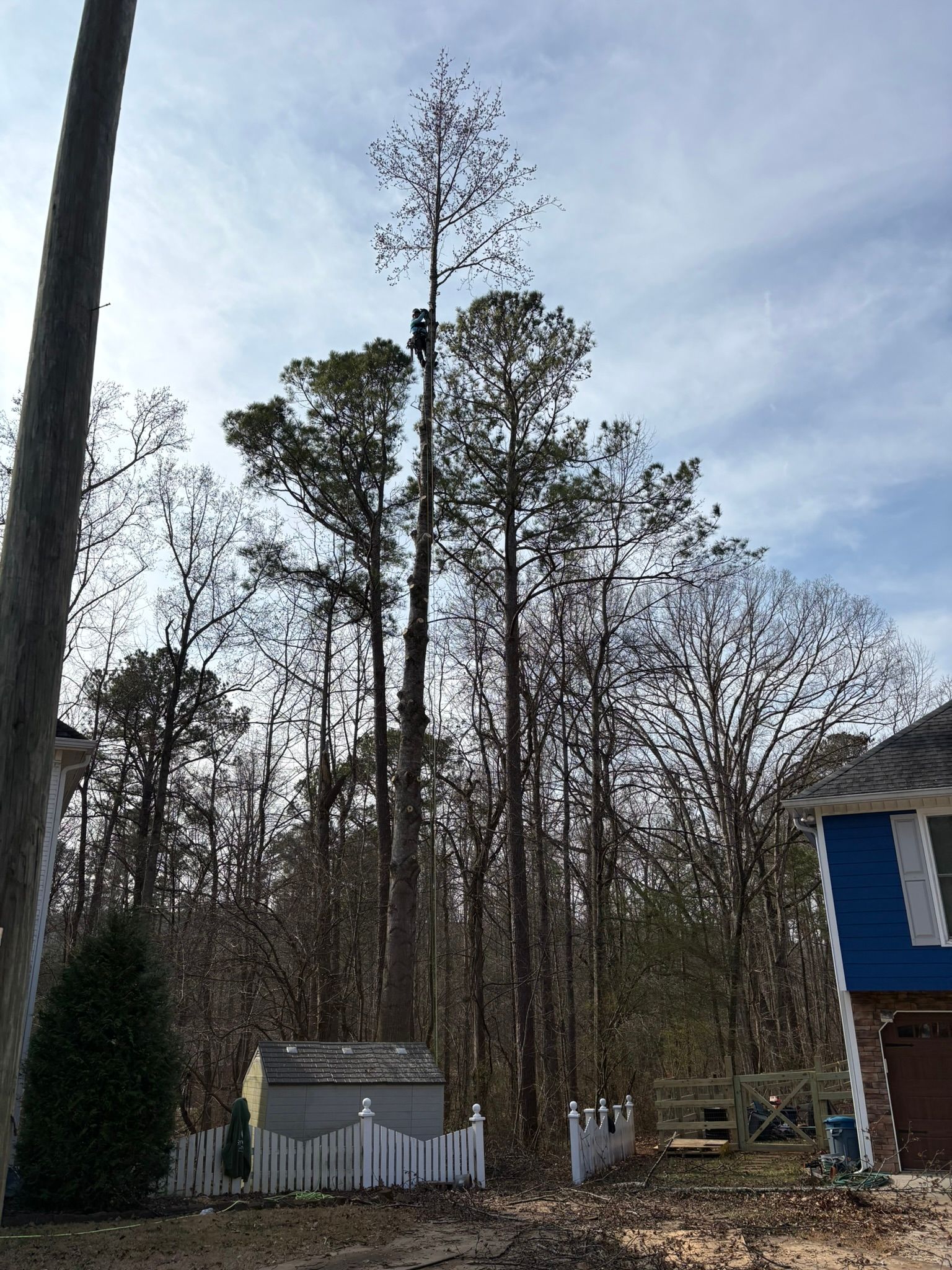 A tree trimmer works high in a tall pine tree above a residential yard with a blue house and white fence.