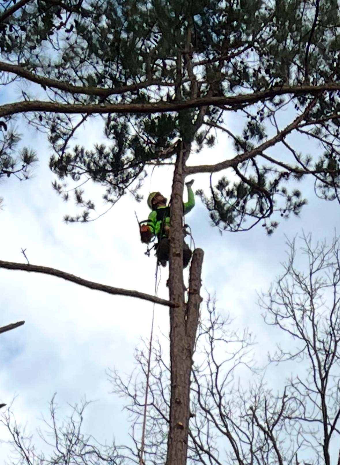 A worker in a bright green shirt and safety gear climbs a tall pine tree, using ropes to trim branches.