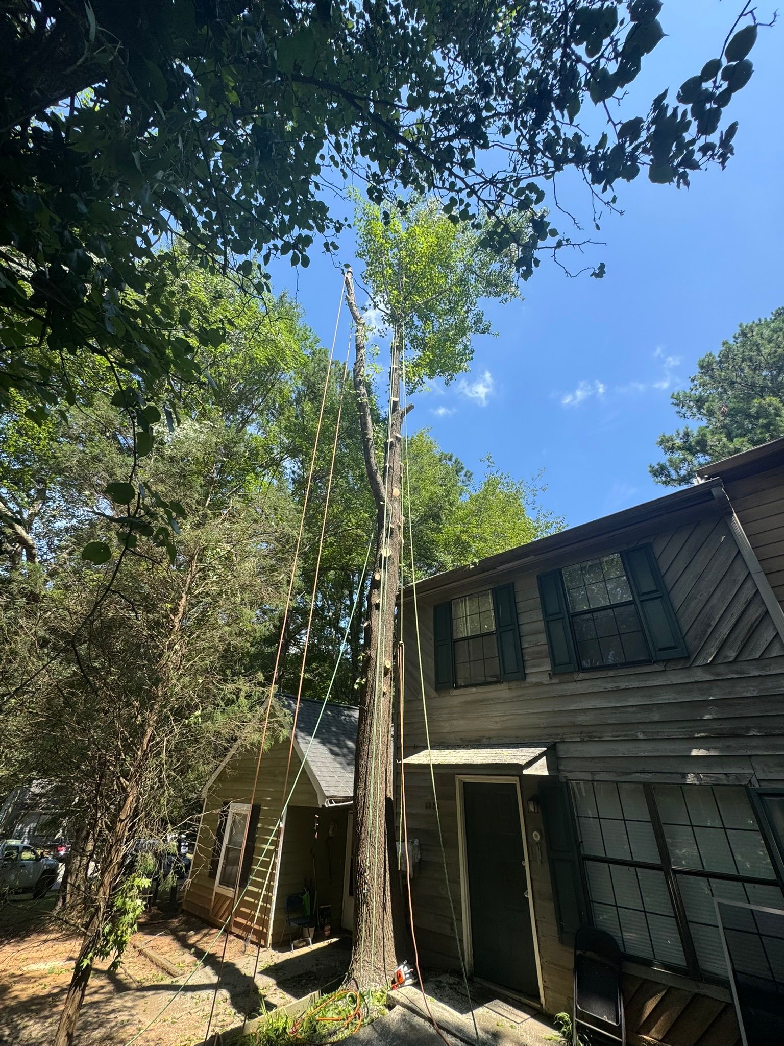 A tall, partially trimmed tree stands beside the exterior wall of a two-story house under a clear blue sky.