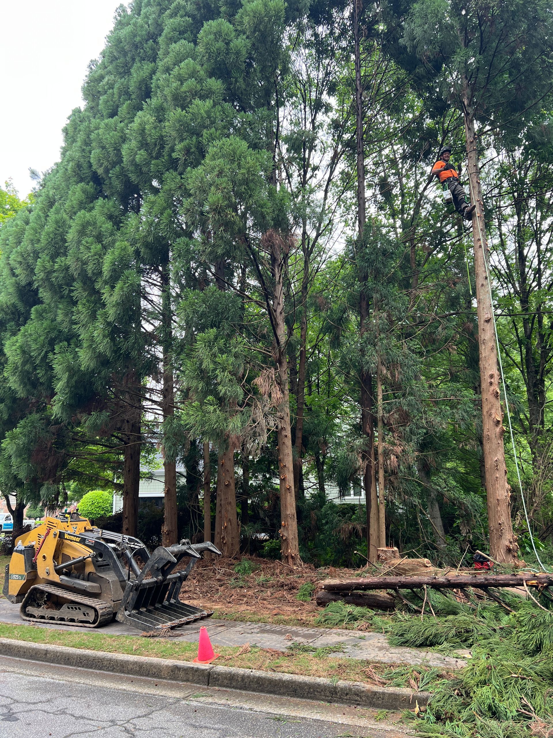 A worker in a tree uses a chainsaw while a yellow skid steer sits on the curb below, clearing debris from a row of trees.