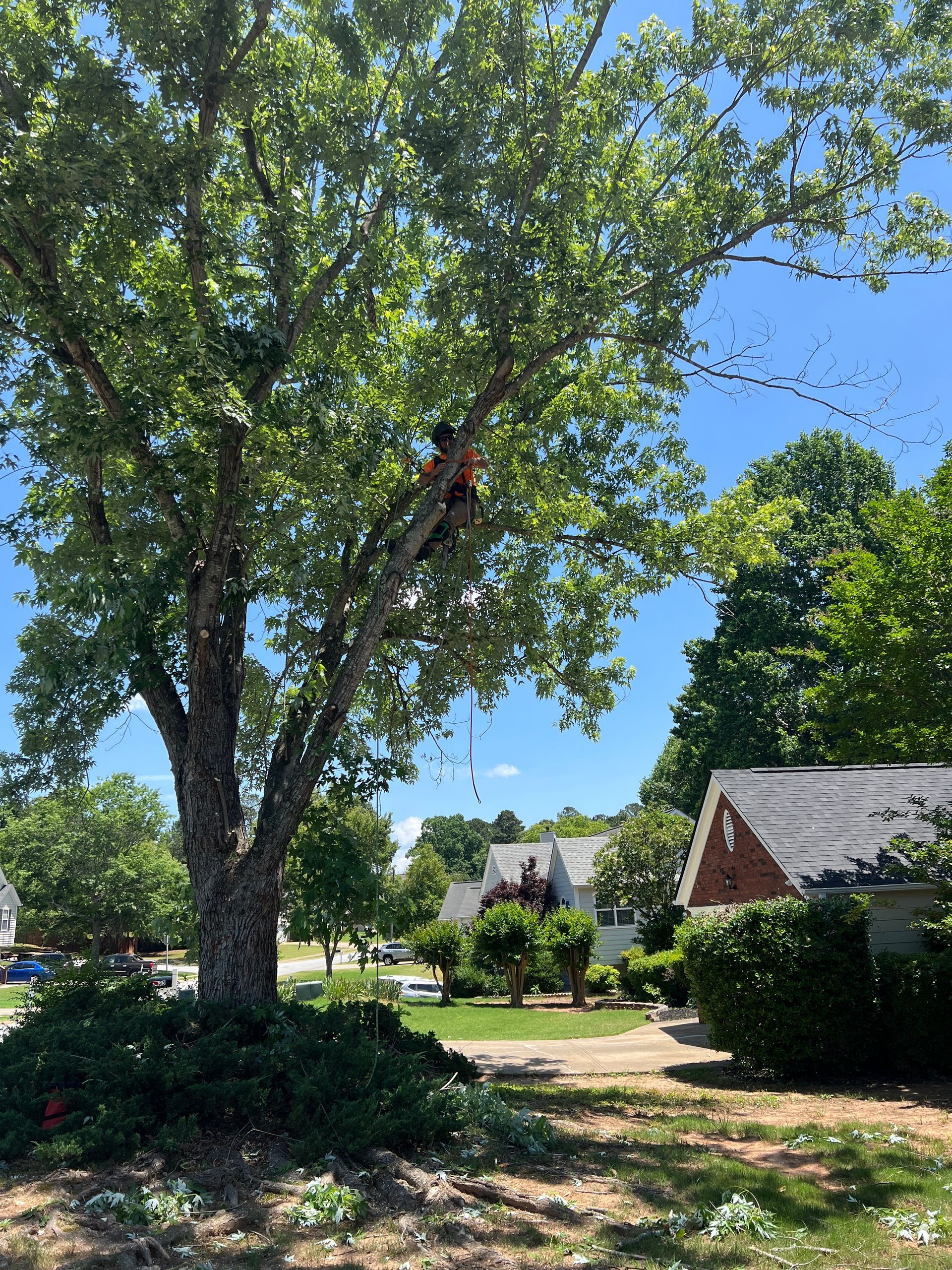 An arborist in high-visibility gear works in the canopy of a large green tree in a residential neighborhood.