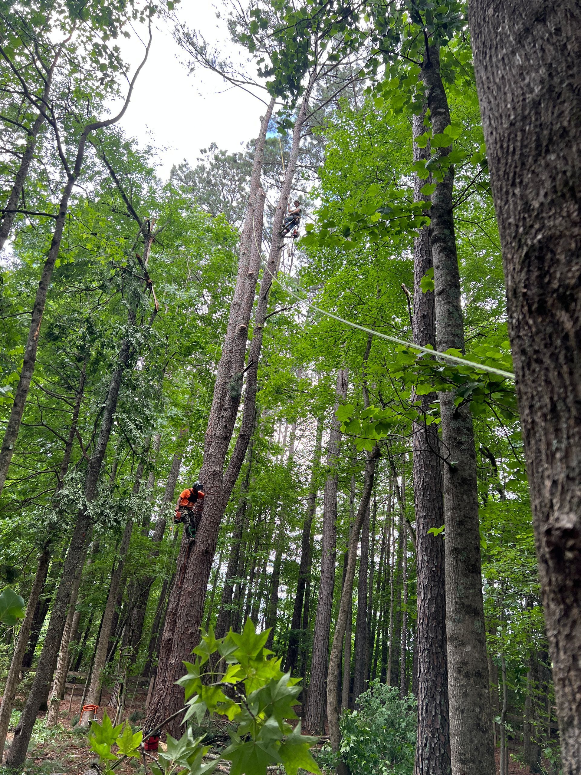 A tree worker in orange safety gear climbs a tall, slender tree in a dense forest.