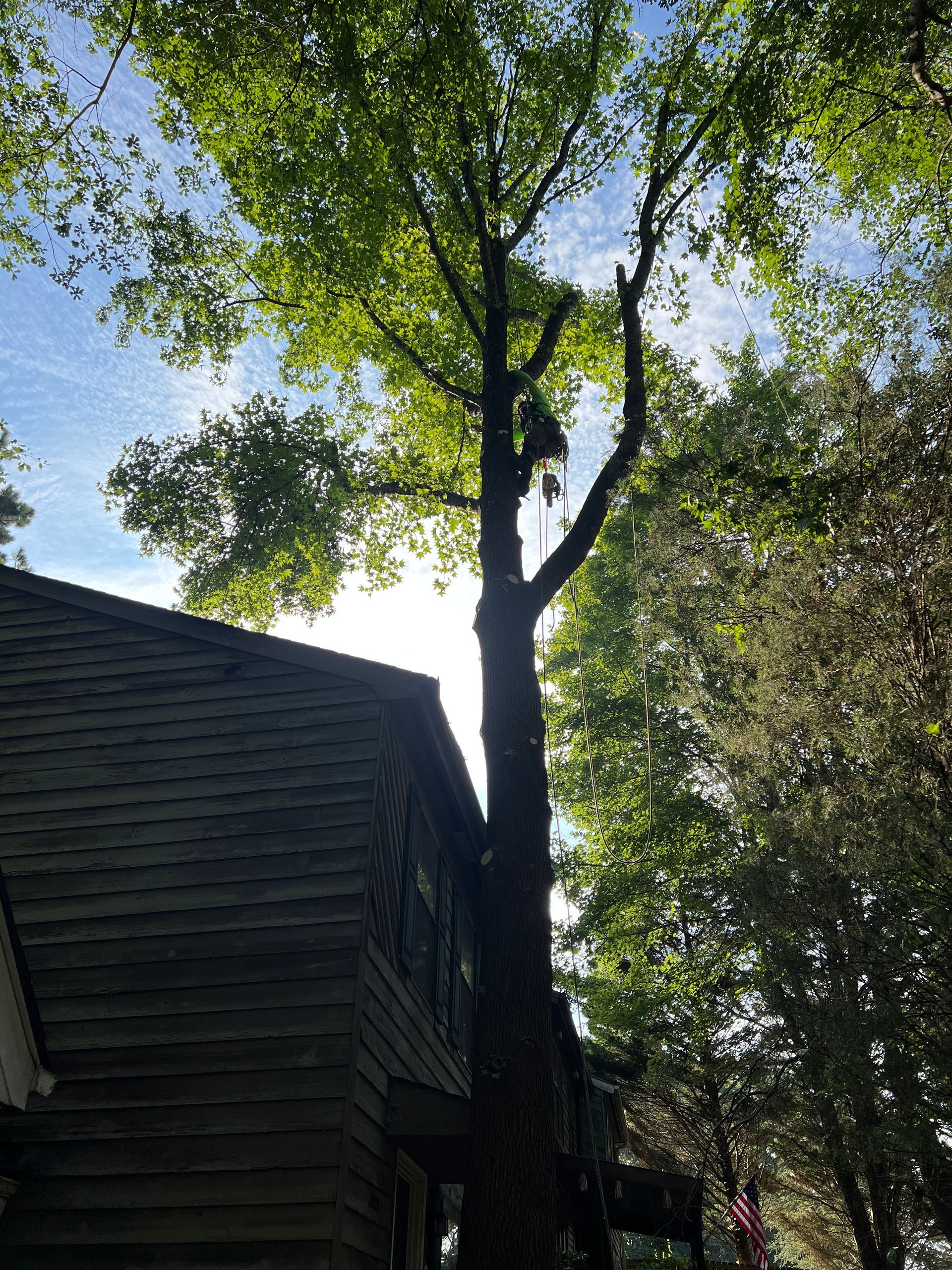 A person in protective gear is high up in a tall tree next to a house, actively trimming branches.