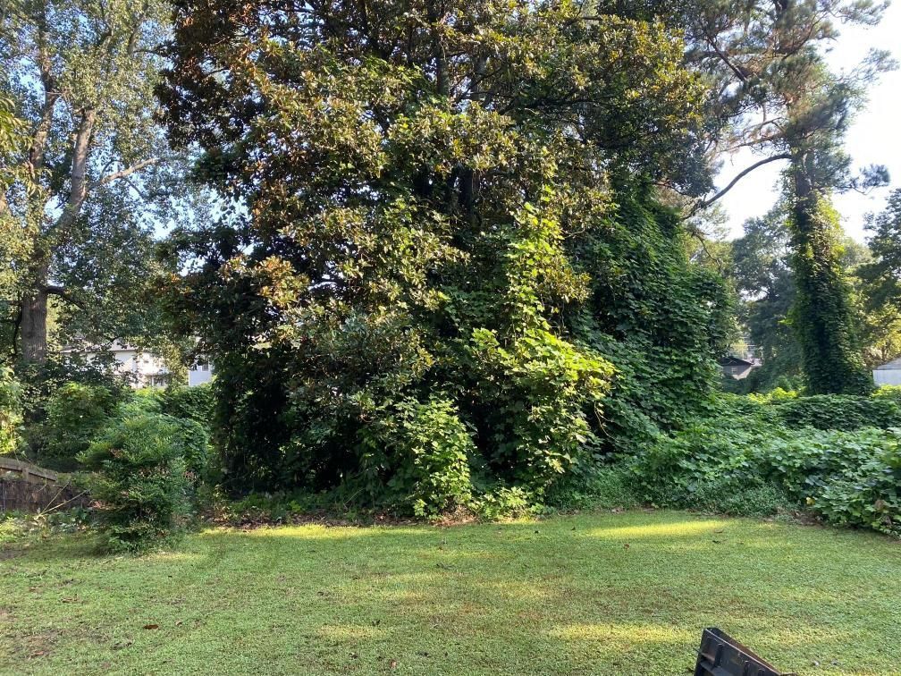 A grassy yard in the foreground leads to a dense cluster of trees and thick, overgrown vines under a bright sky.