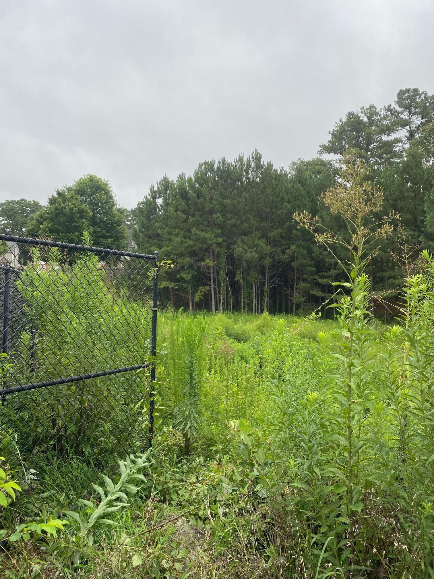 A chain-link fence borders a grassy field under an overcast sky, with a forest line in the background.