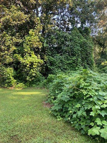 Lush green bushes and dense trees line the edge of a grassy lawn on a sunny day.