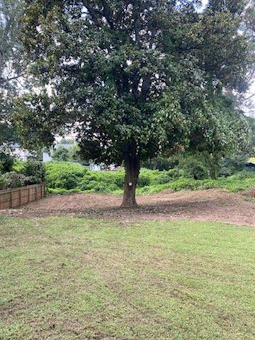 A large, lush magnolia tree stands in a yard between a grass lawn and a patch of cleared earth with a wooden fence.