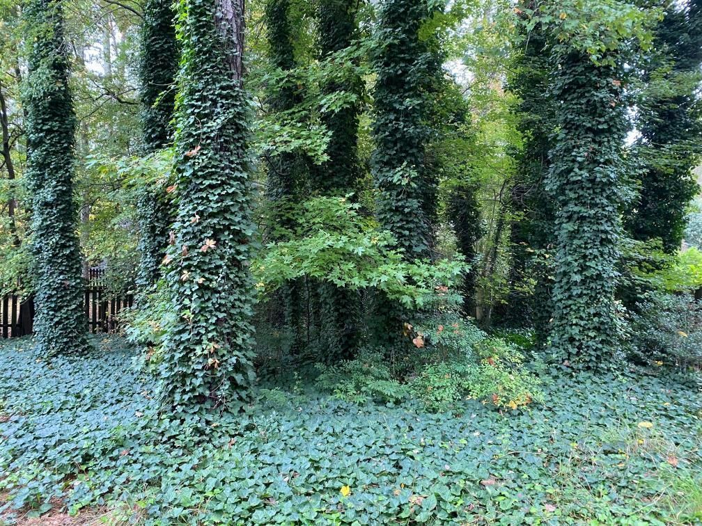 Tall trees with trunks covered in dense, green ivy, surrounded by an ivy-covered forest floor.