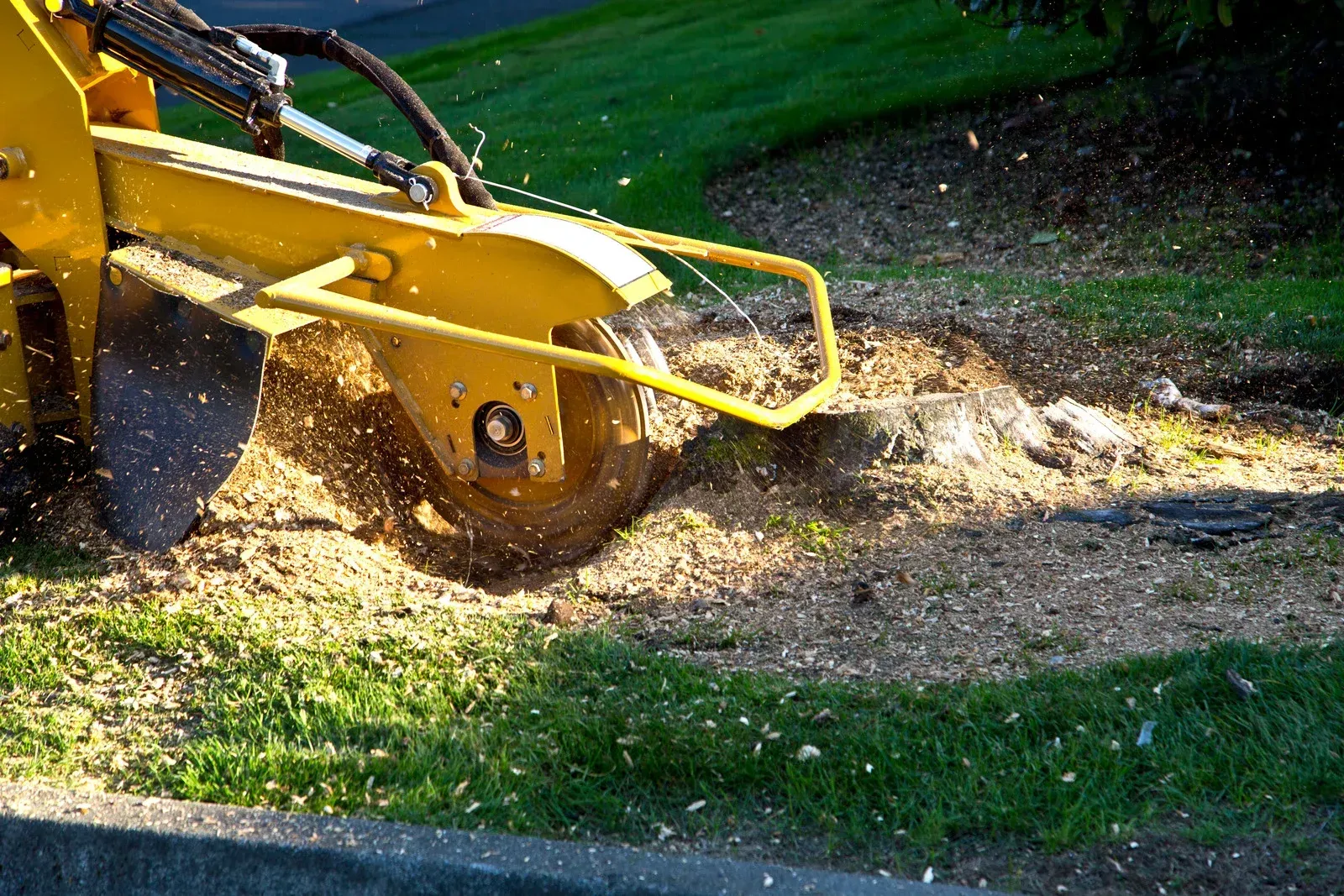 A yellow stump grinder cuts into a tree stump in a lawn, scattering wood chips as it operates.